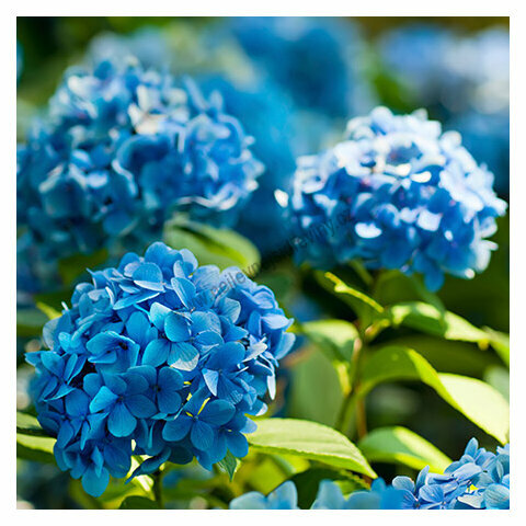 Hortenzie kalinolistá Nikko Blue, v květináči Hydrangea macrophylla Nikko Blue